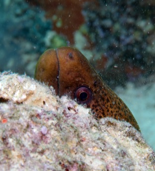 Moray Eel